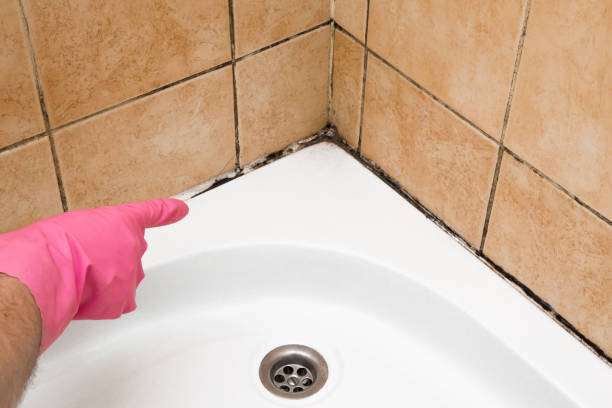 Best Toxic Mold Removal  in Doniphan, MO